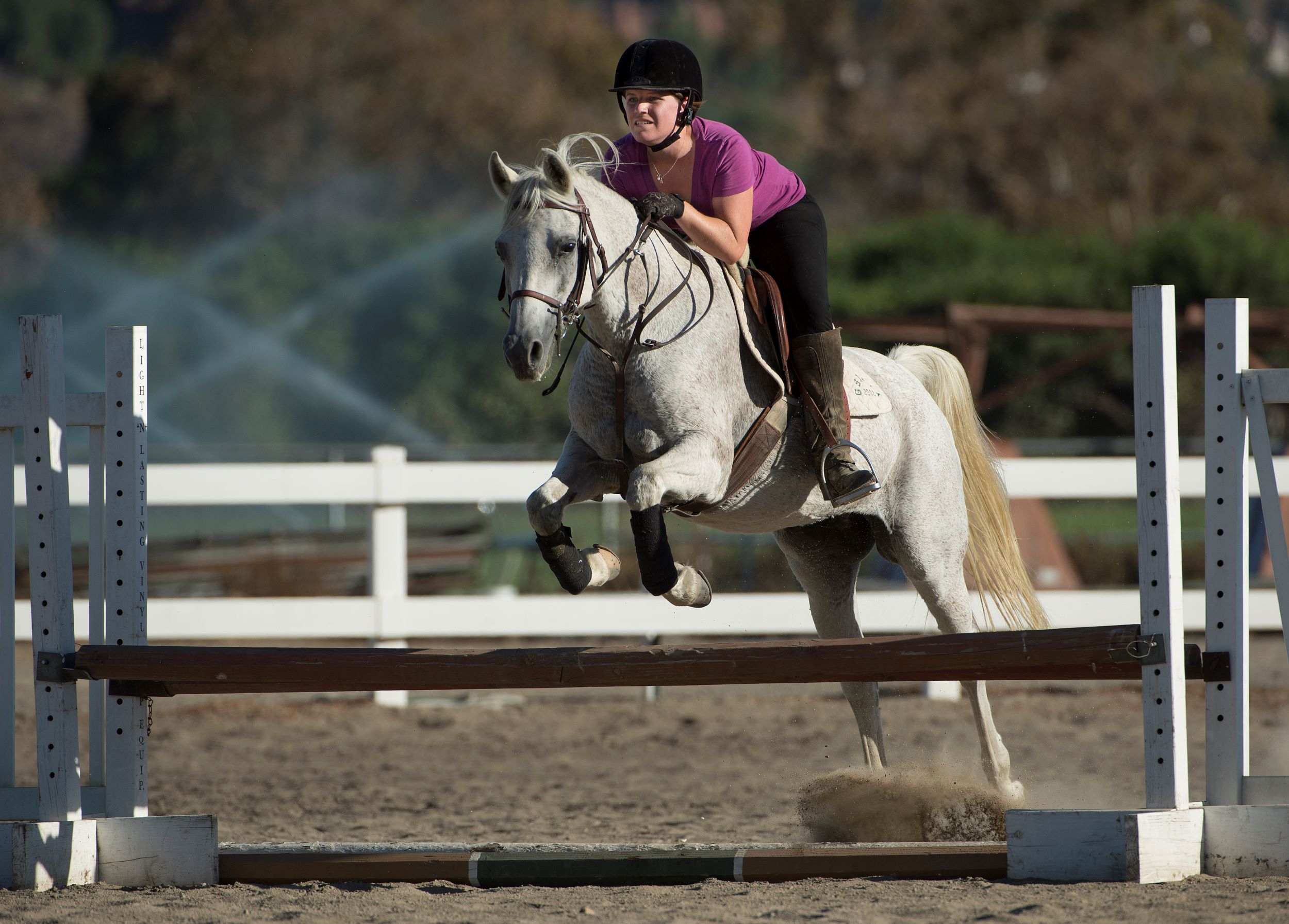 Female rider and her Arabian horse.