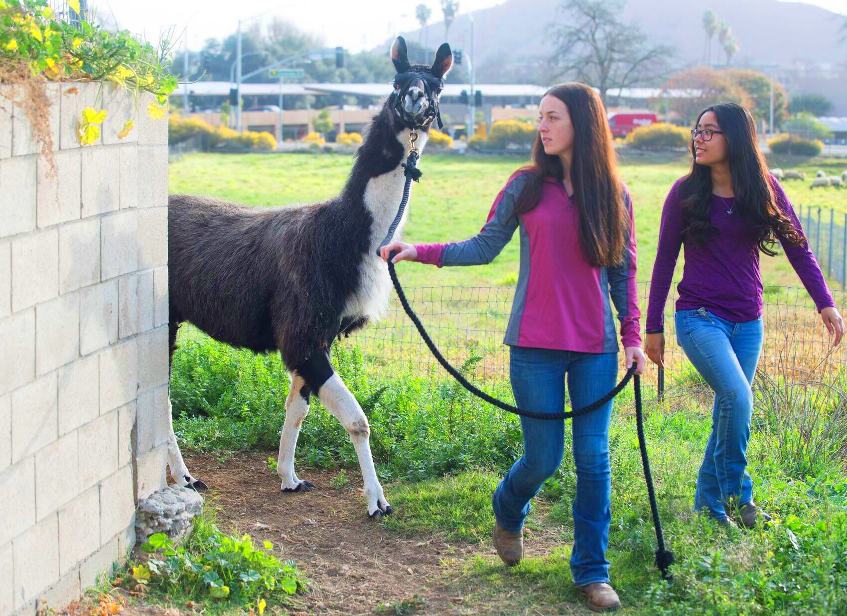 new llama and students