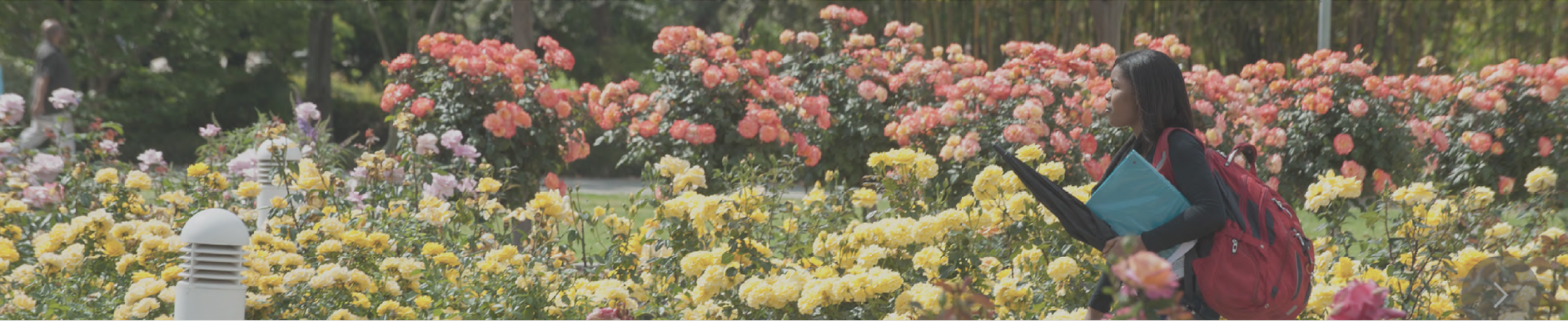 Students walking through rose garden