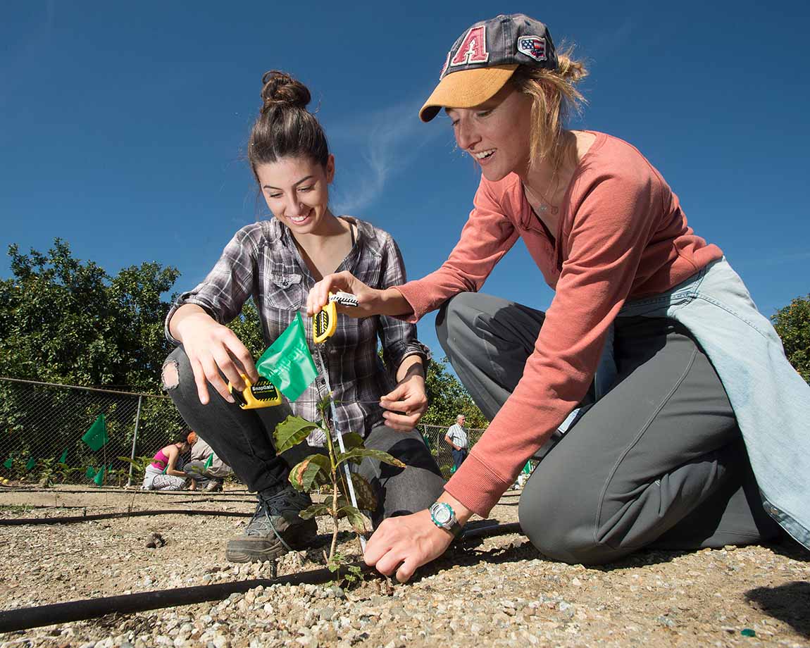 Two agriculture students kneel and measure the growth of a coffee plant at Cal Poly Pomona.