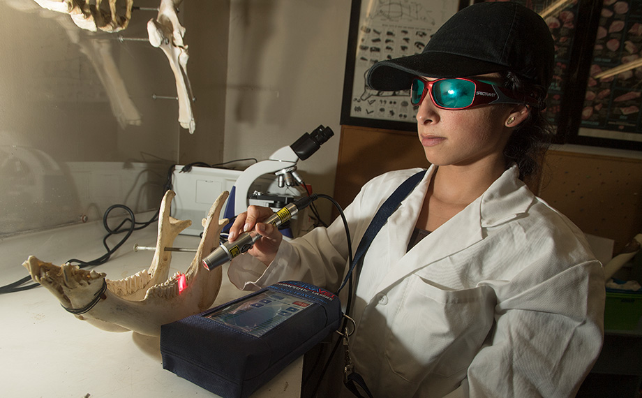 A student in protective eyewear uses a laser on an animal jawbone.