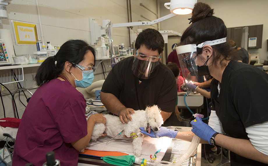 Students and a professor work on a anesthetized dog.