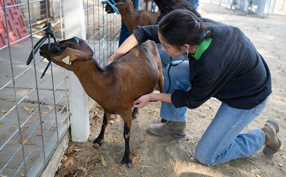 A female student kneels beside a goat tethered to a fence and uses a stethoscope on the animal.