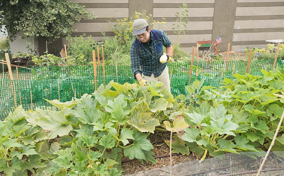 Alumnus Alan Melgoza-Calderon tends an urban farm.