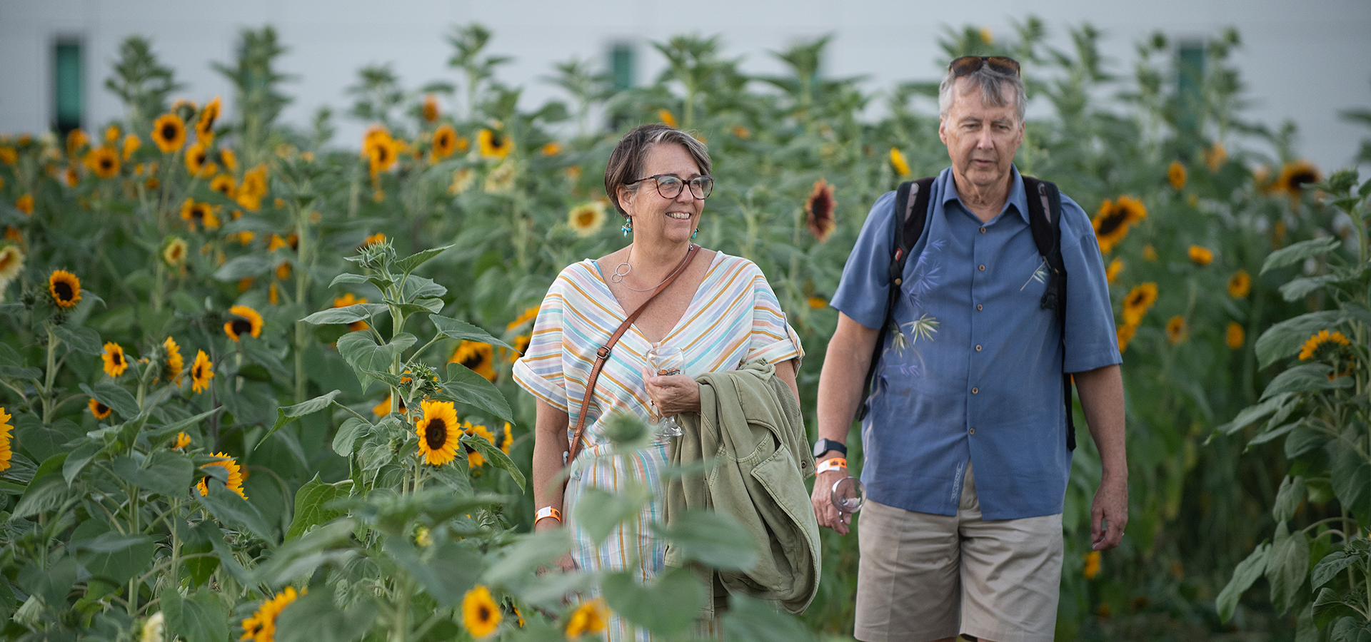 A couple walks in the sunflower patch