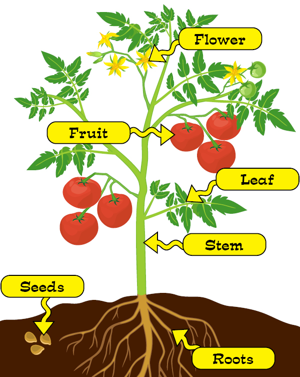 Plant Parts