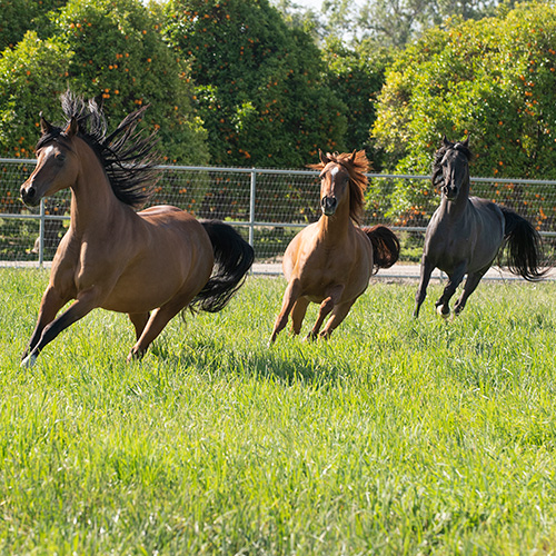 Horses Running