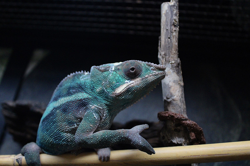 Pascal our panther chameleon