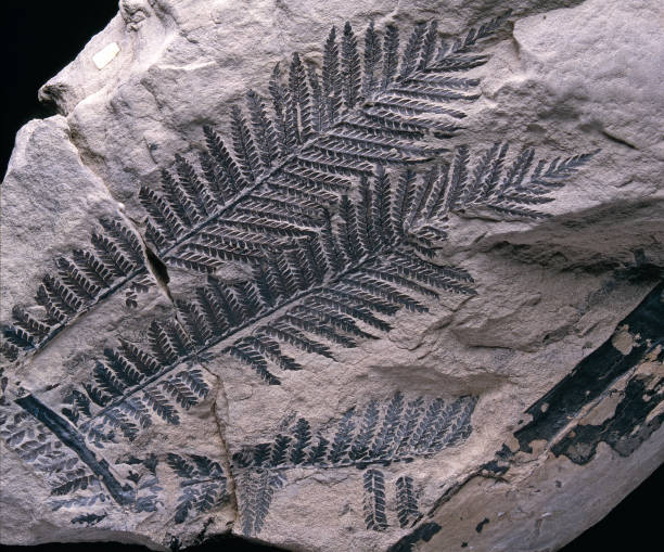 fossilized fern