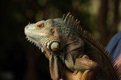 Galileo our green iguana