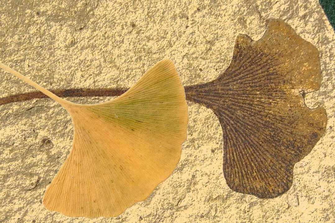 Fossilized Ginko Leaf