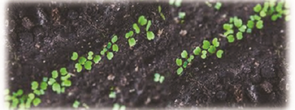 Soil with clovers