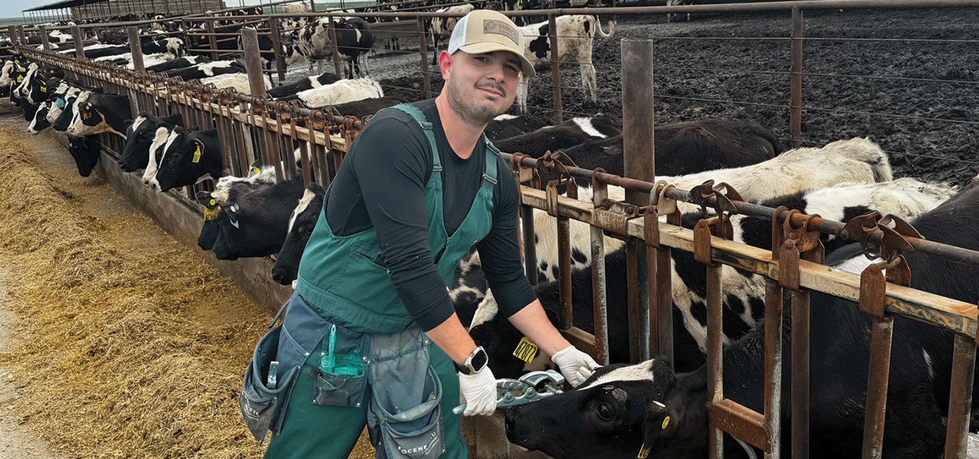 Richard Ruiz takes care of cows at the farm