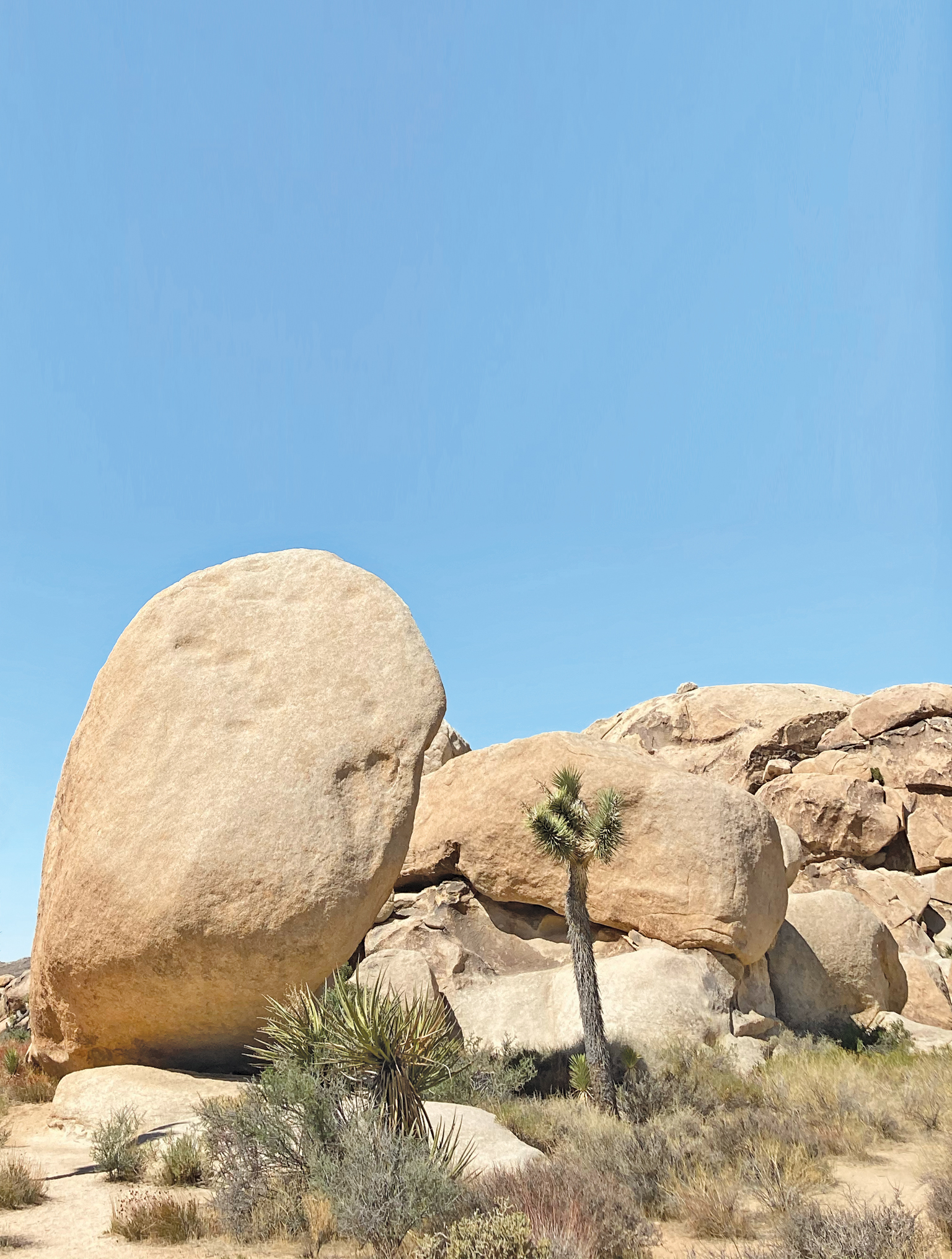 A desert landscape with large smooth boulders stacked together. In the foreground, a Joshua tree stands tall.