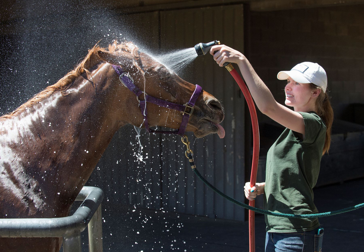 Student gives an Arabian Horse a bath.