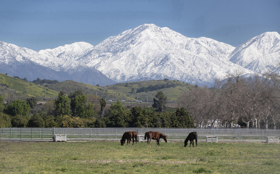 Horses with snowy mountains in the background