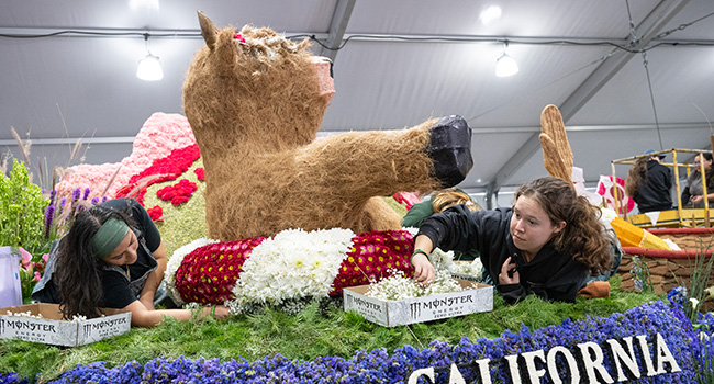 Brody Bovine gets decorated 