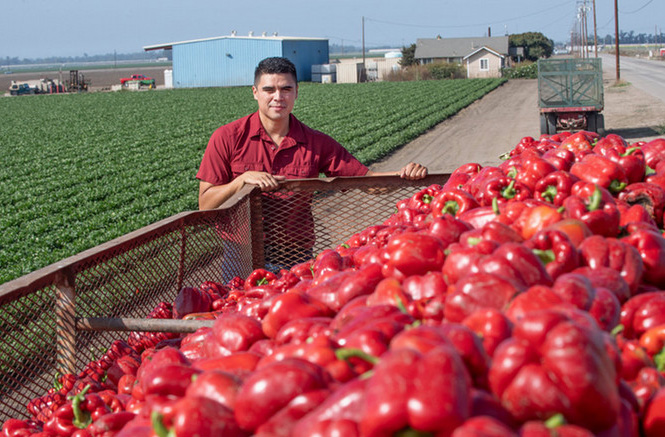 Man in field of peppers
