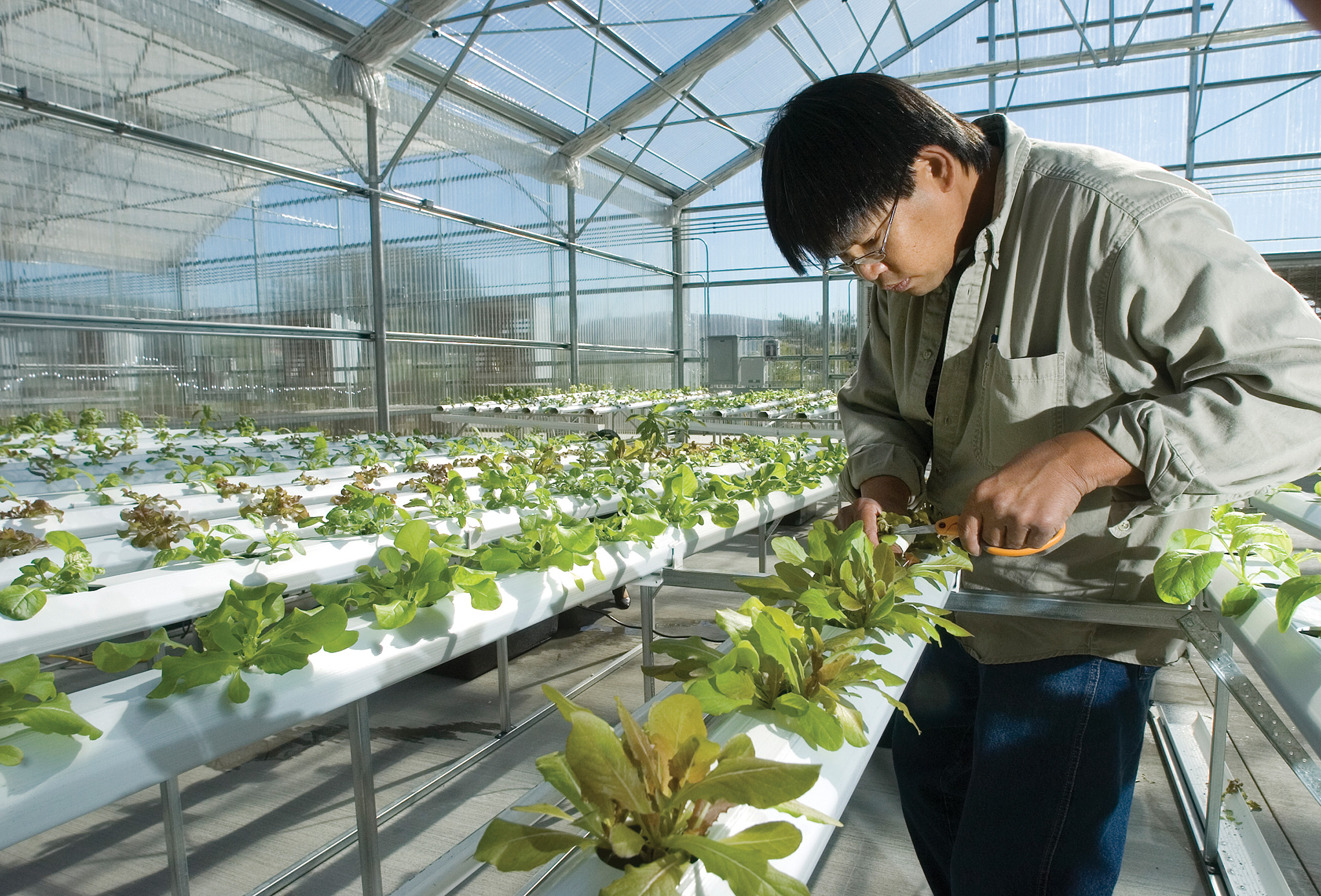 Hydroponics-lab-Samson6