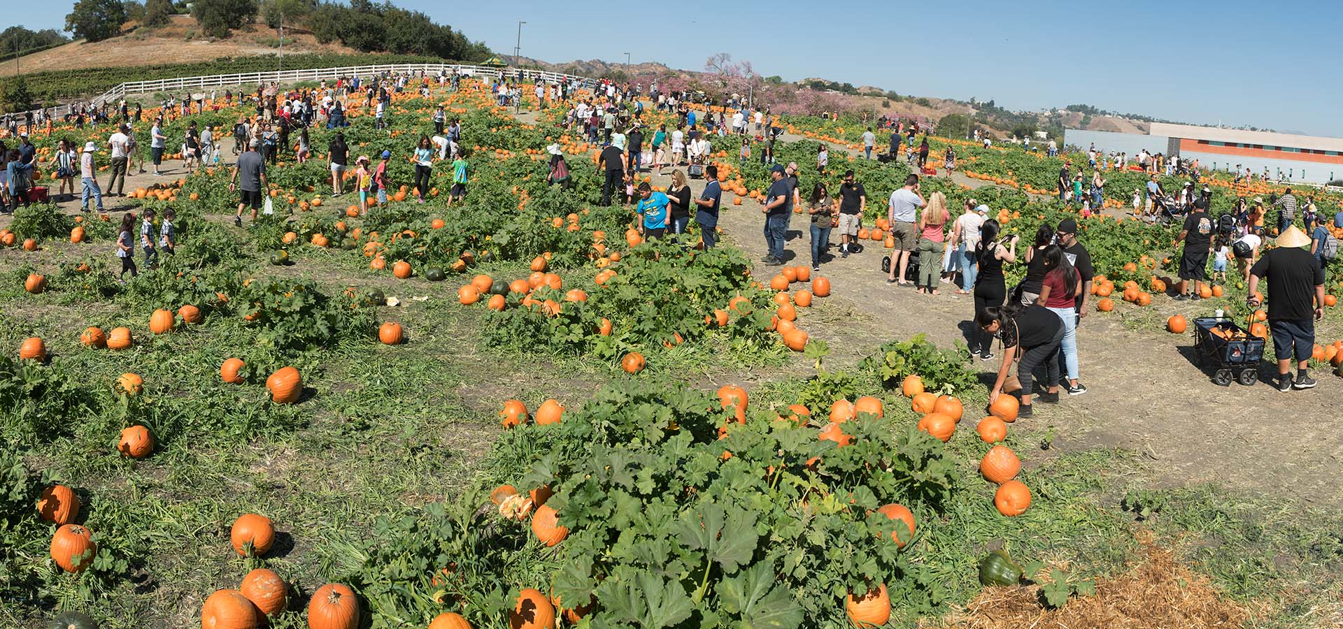 Cal Poly Pomona Pumpkin Fest