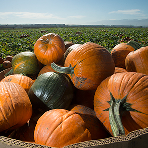 A box full of pumpkins picked from a farm field.