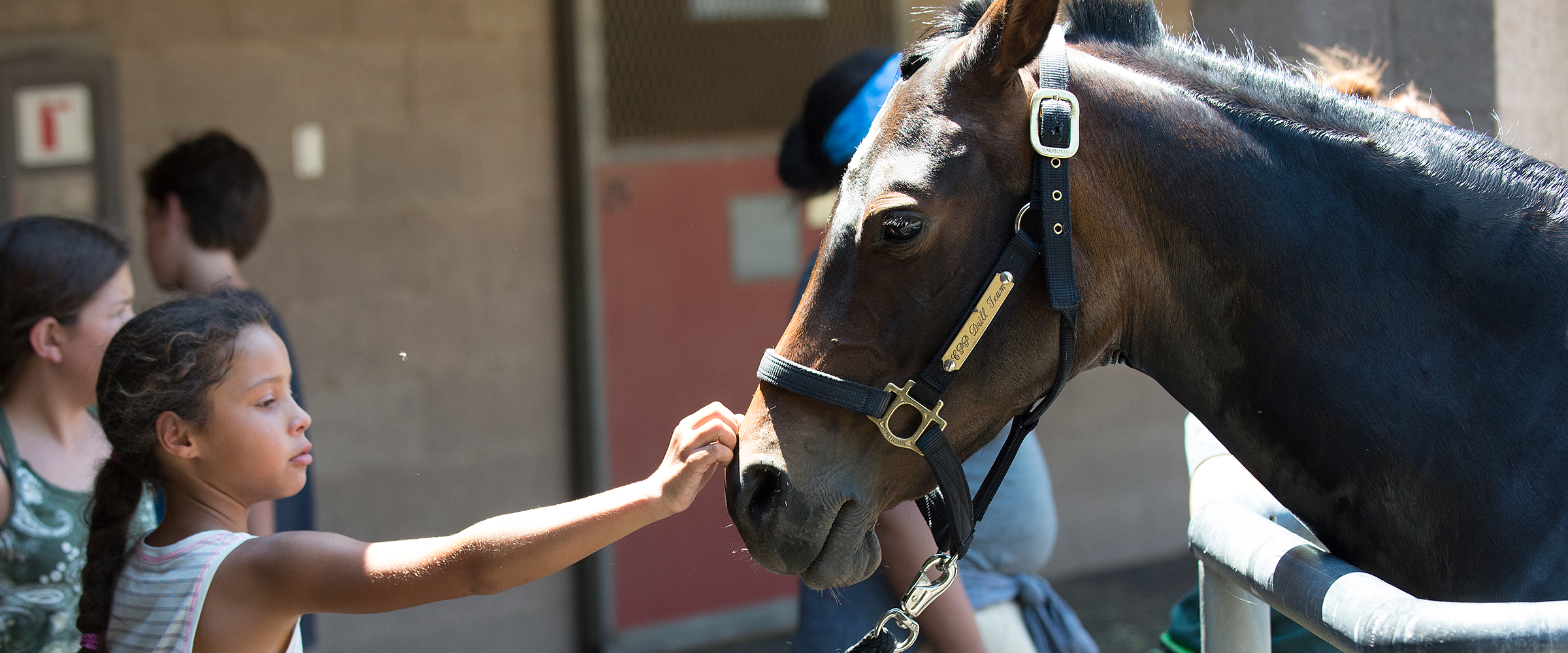 Female Child approaches a brown Arabian horse.